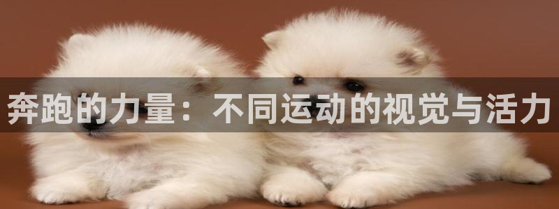 xc体育