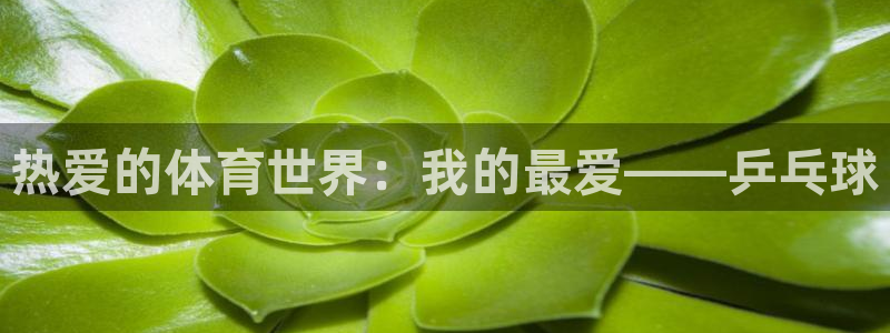 xc体育：热爱的体育世界：我的最爱——乒乓球